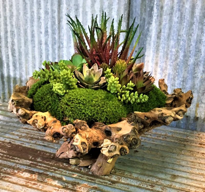 Branchy Succulent Bowl - Click Image to Close